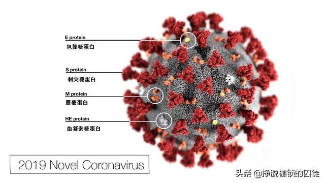 感染过新冠病毒的人群会有永久免疫力吗？  永久 免疫力 感染 人群 病毒 第1张
